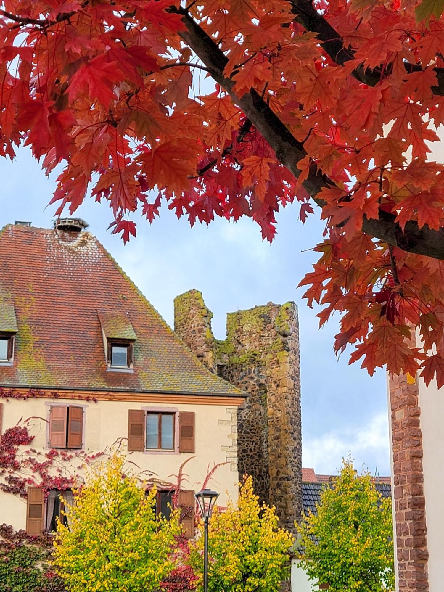 "La Vigne Dort" Cocon Romantique Herrlisheim-près-Colmar المظهر الخارجي الصورة
